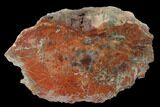 Polished, Petrified Wood (Araucarioxylon) - Arizona #165989-1